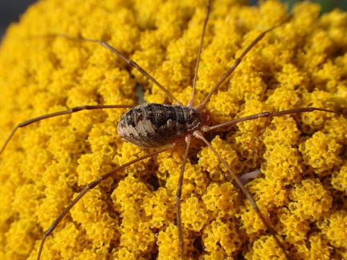Phalangium opilio